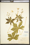 Geranium maculatum