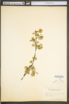 Ribes aureum var. villosum