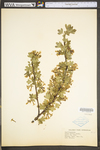 Ribes aureum var. villosum