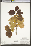 Hamamelis virginiana