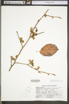 Hamamelis virginiana