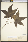 Liquidambar styraciflua