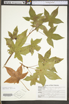 Liquidambar styraciflua