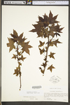 Liquidambar styraciflua