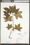 Liquidambar styraciflua