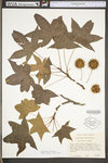 Liquidambar styraciflua