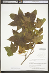 Liquidambar styraciflua