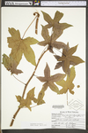 Liquidambar styraciflua