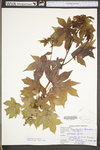 Liquidambar styraciflua