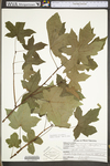 Liquidambar styraciflua