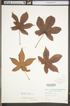 Liquidambar styraciflua