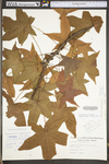 Liquidambar styraciflua