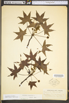 Liquidambar styraciflua