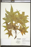 Liquidambar styraciflua