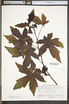 Liquidambar styraciflua