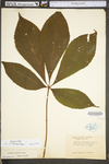 Aesculus flava