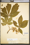 Aesculus flava