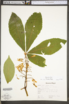 Aesculus flava