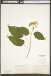 Hydrangea arborescens