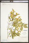 Philadelphus inodorus