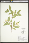 Philadelphus inodorus