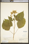 Hydrangea arborescens