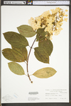 Hydrangea paniculata