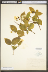 Philadelphus coronarius