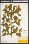 Philadelphus coronarius