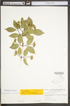 Philadelphus coronarius