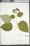 Hydrangea arborescens