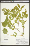 Philadelphus inodorus