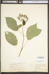 Hydrangea arborescens