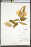 Hydrangea paniculata