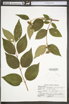 Philadelphus hirsutus