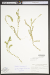 Elodea canadensis