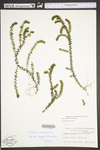 Elodea canadensis