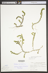 Elodea canadensis