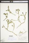 Elodea canadensis