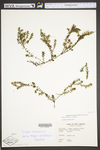 Elodea canadensis