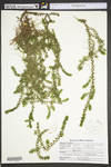 Elodea canadensis