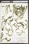 Elodea canadensis