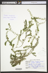 Elodea canadensis