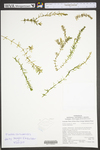 Elodea canadensis