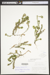 Elodea canadensis