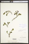 Elodea canadensis