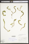 Elodea canadensis