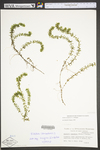 Elodea canadensis