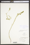 Elodea canadensis