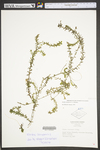 Elodea canadensis